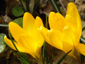 Crocus 'Mammoth Yellow'